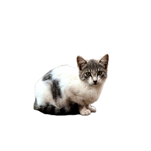 White And Gray Kitten Sitting On The Ground In La Laguna, Spain. Perfect For Animal And Nature Themes. 13273 - Cat PNG image with transparent background